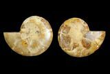 3.5" Cut & Polished Agatized Ammonite Fossil (Pair)- Jurassic - #131694-1